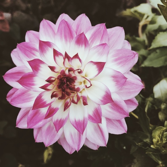 Meet your Posher, Nica - Picture 1 of 1